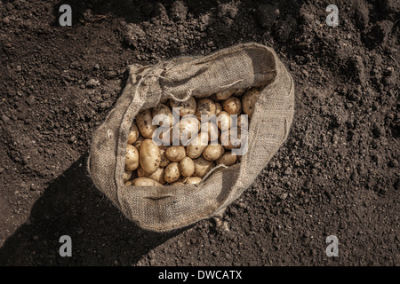 Plünderung frisch geerntete Kartoffeln Stockfoto