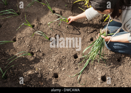 Reife Frau Einpflanzen Frühlingszwiebeln in Zuteilung Stockfoto