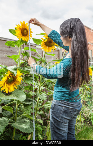 Reife Frau Messung Sonnenblumen im Garten Stockfoto