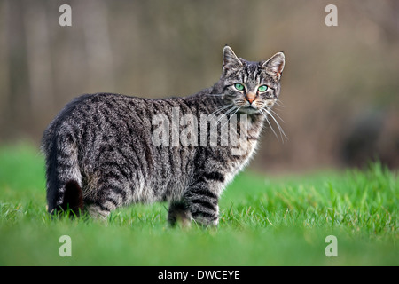 Porträt der Hauskatze mit Makrele Tabby-Zeichnung im Garten Stockfoto