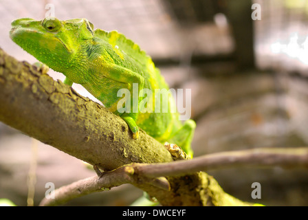 Mit leuchtend grünen Tarnung Chamäleon auf einem Ast eines Baumes. Stockfoto