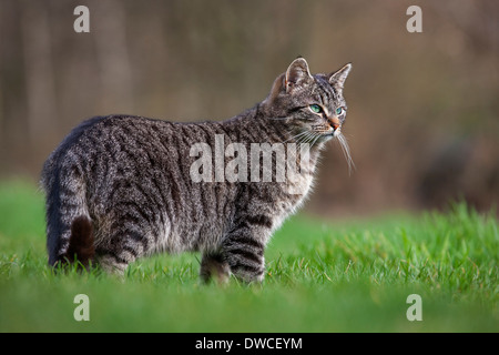 Porträt der Hauskatze mit Makrele Tabby-Zeichnung im Garten Stockfoto