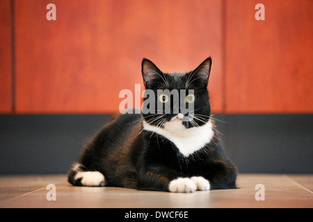 Nahaufnahme von Tuxedo Katze, bicolor Hauskatze mit einem weißen und schwarzen Mantel, auf dem Boden im Haus Stockfoto