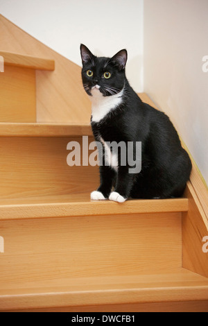 Porträt von Tuxedo Katze, bicolor Hauskatze mit einem weißen und schwarzen Mantel sitzt auf der Treppe Stockfoto