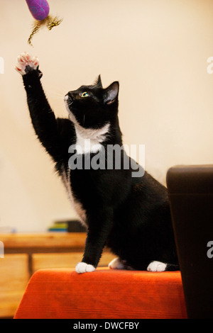 Tuxedo Katze, bicolor Hauskatze mit einem weißen und schwarzen Mantel spielt mit Spielzeug im Haus Stockfoto