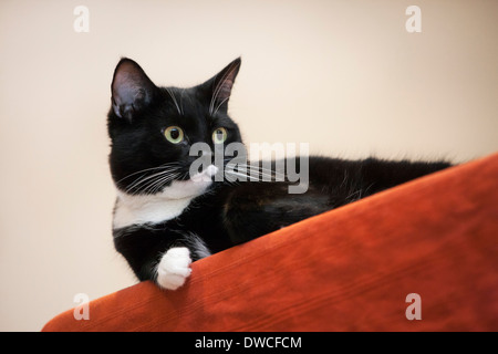 Nahaufnahme von Tuxedo Katze, bicolor Hauskatze mit einem weißen und schwarzen Mantel ruht auf Möbel im Wohnzimmer im Haus Stockfoto