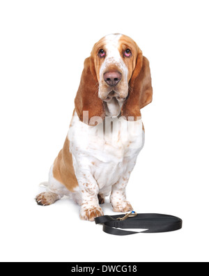 Hallo-Key Studio Bilder von Pedigree Basset Hound Dog. Stockfoto