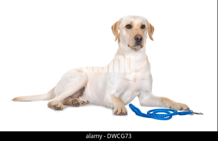 Hallo-Key Studio Bilder Rassehunde Labrador. Stockfoto