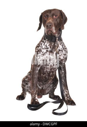 Hallo-Key Studio Bilder von Pedigree Setter Hund mit Blei. Stockfoto