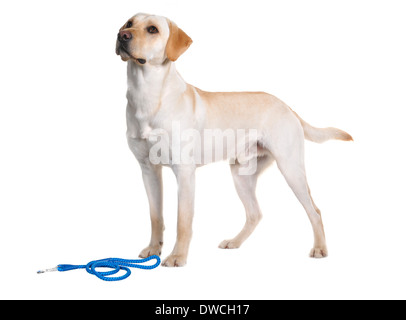 Hallo-Key Studio Bilder von Labrador Rassehund mit Blei. Stockfoto