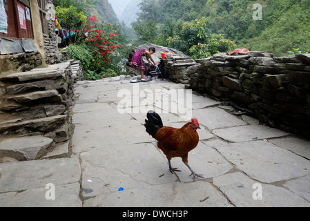 Hahn und ein Mädchen beim Abwasch in einem Dorf in der Gorkha Region Nepals. Stockfoto