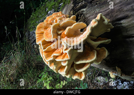 Laetiporus Sulphureus Schwefel Regal Huhn des Waldes Stockfoto