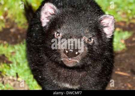 Gesunder, aber erloschter Tasmanischer Teufel, in Gefangenschaft, Tasmanien, Australien Stockfoto