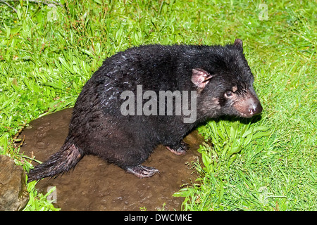 Gesunder, aber erloschter Tasmanischer Teufel, in Gefangenschaft, Tasmanien, Australien Stockfoto