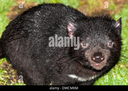 Gesunder, aber erloschter Tasmanischer Teufel, in Gefangenschaft, Tasmanien, Australien Stockfoto