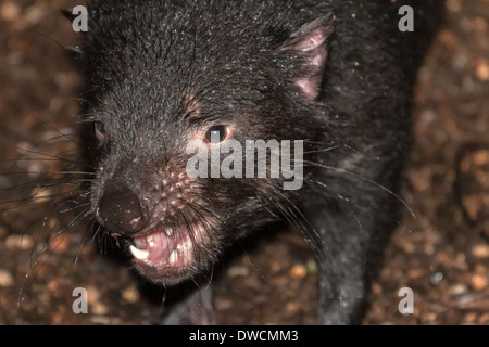 Gesunder, aber erloschter Tasmanischer Teufel, in Gefangenschaft, Tasmanien, Australien Stockfoto