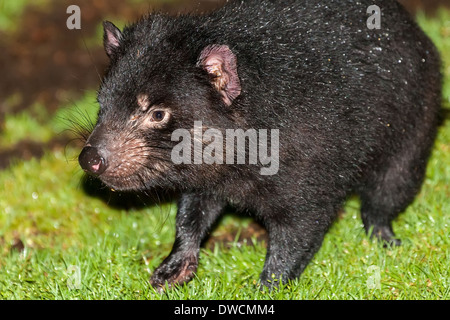 Gesunder, aber erloschter Tasmanischer Teufel, in Gefangenschaft, Tasmanien, Australien Stockfoto