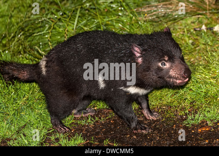 Gesunder, aber erloschter Tasmanischer Teufel, in Gefangenschaft, Tasmanien, Australien Stockfoto