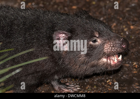 Gesunder, aber erloschter Tasmanischer Teufel, in Gefangenschaft, Tasmanien, Australien Stockfoto