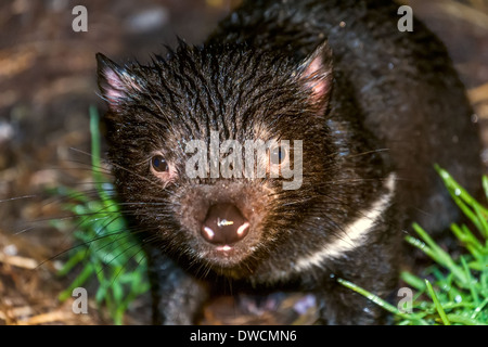 Gesunder, aber erloschter Tasmanischer Teufel, in Gefangenschaft, Tasmanien, Australien Stockfoto