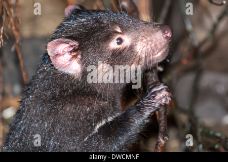 Gesunder, aber erloschter Tasmanischer Teufel, in Gefangenschaft, Tasmanien, Australien Stockfoto