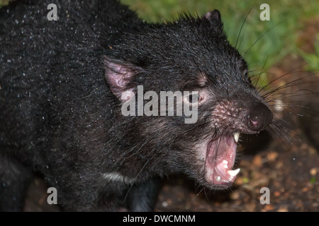 Gesunder, aber erloschter Tasmanischer Teufel, in Gefangenschaft, Tasmanien, Australien Stockfoto