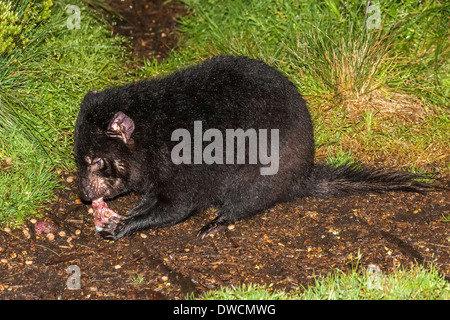 Gesunder, aber erloschter Tasmanischer Teufel, in Gefangenschaft, Tasmanien, Australien Stockfoto