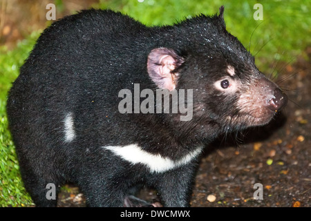 Gesunder, aber erloschter Tasmanischer Teufel, in Gefangenschaft, Tasmanien, Australien Stockfoto