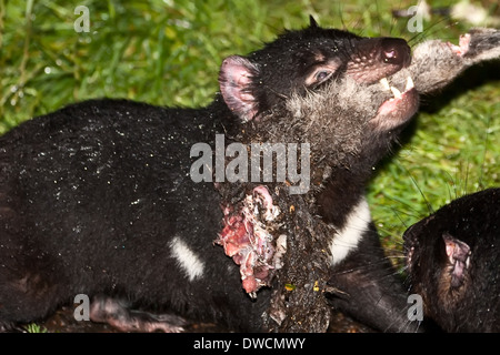 Gesunder, aber erloschter Tasmanischer Teufel, in Gefangenschaft, Tasmanien, Australienbeim Essen eines Wallabys Stockfoto