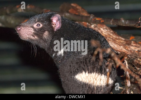 Gesunder, aber erloschter Tasmanischer Teufel, in Gefangenschaft, Tasmanien, Australien Stockfoto