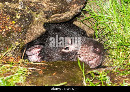 Gesunder, aber erloschter Tasmanischer Teufel, in Gefangenschaft, Tasmanien, Australien Stockfoto