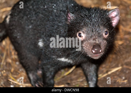 Gesunder, aber erloschter Tasmanischer Teufel, in Gefangenschaft, Tasmanien, Australien Stockfoto