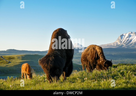 Plains Bisons (Bison Bison Bison) American Buffalo, Bison Paddock, Waterton Lakes Nationalpark, Alberta Stockfoto
