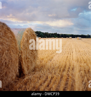 Heuballen im Acker Stockfoto