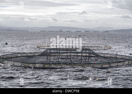 Fischzucht Lachs, Aquakultur, Macquarie Harbour, Strahan, Tasmanien, Australien Stockfoto