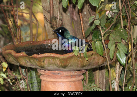 Rupells Long-tailed glänzend Starling Baden in Uganda Stockfoto