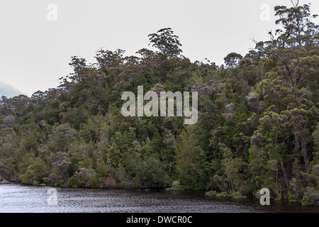 Gordon River, gemäßigter Regenwald, Strahan, Tasmanien, Australien Stockfoto