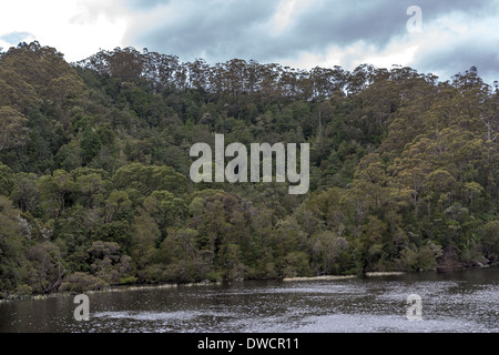 Gordon River, gemäßigter Regenwald, Strahan, Tasmanien, Australien Stockfoto