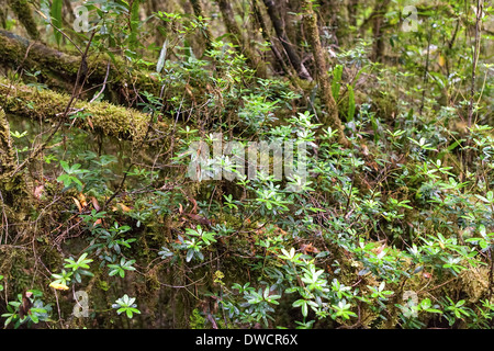 Gordon River, gemäßigter Regenwald, mit Huon Pine, Blackwood, Myrtle & Moos, Strahan, Tasmanien, Australien Stockfoto