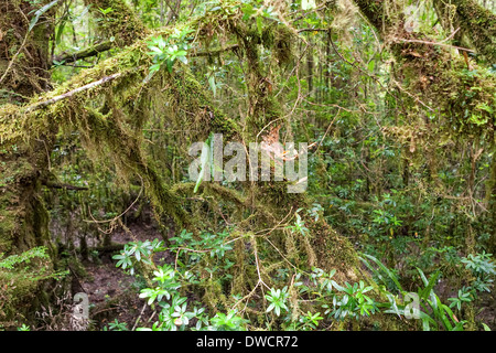 Gordon River, gemäßigter Regenwald, mit Huon Pine, Blackwood, Myrtle & Moos, Strahan, Tasmanien, Australien Stockfoto