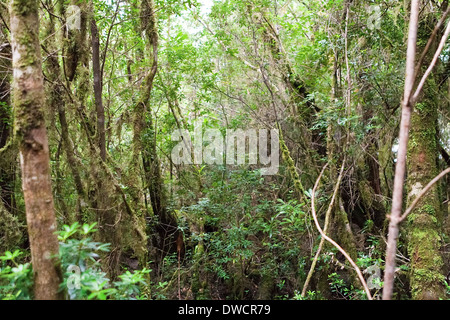 Gordon River, gemäßigter Regenwald, mit Huon Pine, Blackwood, Myrtle & Moos, Strahan, Tasmanien, Australien Stockfoto