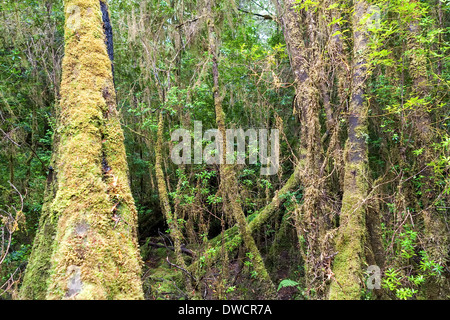 Gordon River, gemäßigter Regenwald, mit Huon Pine, Blackwood, Myrtle & Moos, Strahan, Tasmanien, Australien Stockfoto