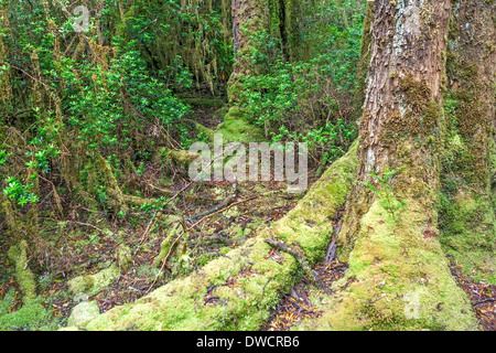 Gordon River, gemäßigter Regenwald, mit Huon Pine, Blackwood, Myrtle & Moos, Strahan, Tasmanien, Australien Stockfoto