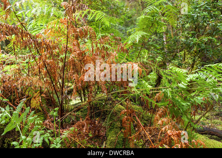 Gordon River, gemäßigter Regenwald, mit Huon Pine, Blackwood, Myrtle & Moos, Strahan, Tasmanien, Australien Stockfoto