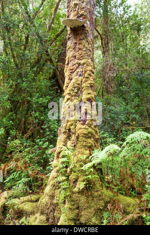 Gordon River, gemäßigter Regenwald, mit Huon Pine, Blackwood, Myrtle & Moos, Strahan, Tasmanien, Australien Stockfoto