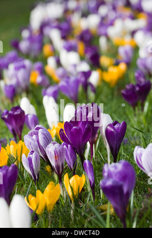 Frühling Krokusse wachsen in Grünland. Stockfoto