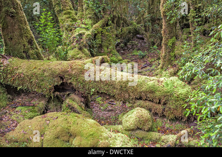 Gordon River, gemäßigter Regenwald, mit Huon Pine, Blackwood, Myrtle & Moos, Strahan, Tasmanien, Australien Stockfoto
