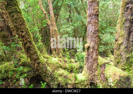 Gordon River, gemäßigter Regenwald, mit Huon Pine, Blackwood, Myrtle & Moos, Strahan, Tasmanien, Australien Stockfoto
