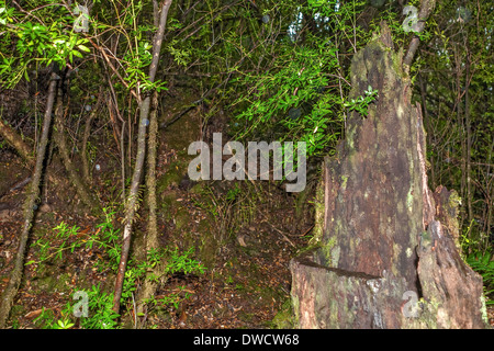 Gordon River, gemäßigter Regenwald, mit Huon Pine, Blackwood, Myrtle & Moos, Strahan, Tasmanien, Australien Stockfoto