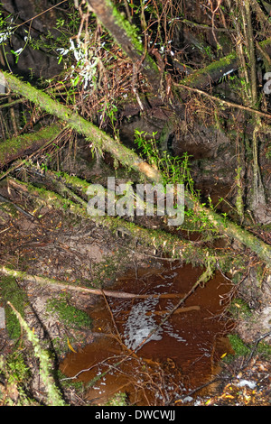 Gordon River, gemäßigter Regenwald, mit Huon Pine, Blackwood, Myrtle & Moos, Strahan, Tasmanien, Australien Stockfoto